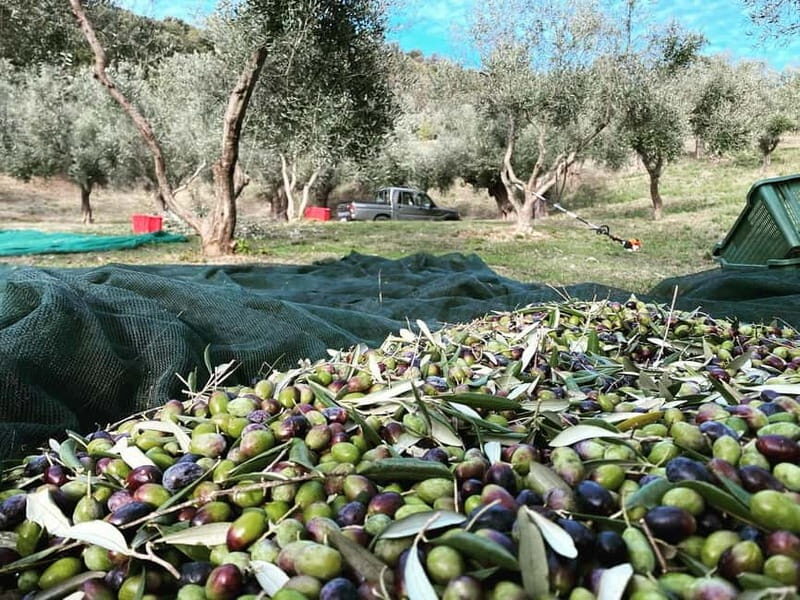 Matera: Olive harvest with brunch and visit to the mill - An In-Depth Look at the Experience