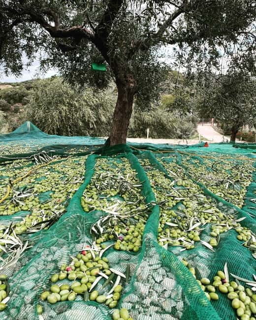 Matera: Olive harvest with brunch and visit to the mill - Value and Overall Impression