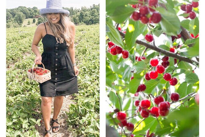 Mattituck Bike Wine Country and Fruit Orchard Tour - An In-Depth Look at the Mattituck Bike Wine & Fruit Tour