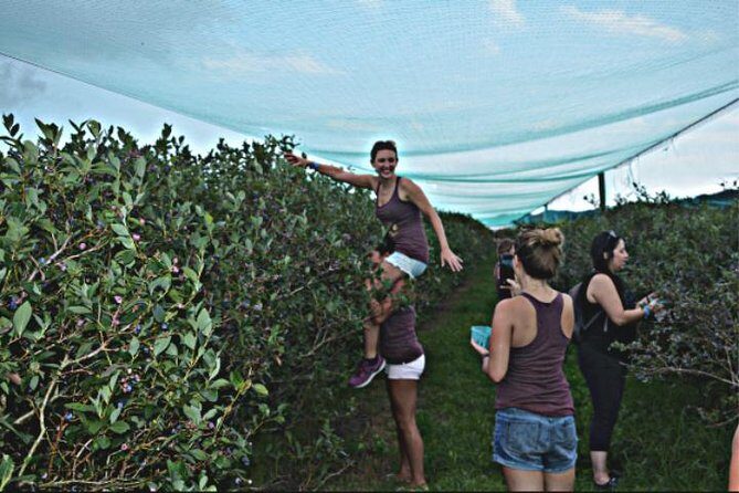 Mattituck Bike Wine Country and Fruit Orchard Tour - FAQs