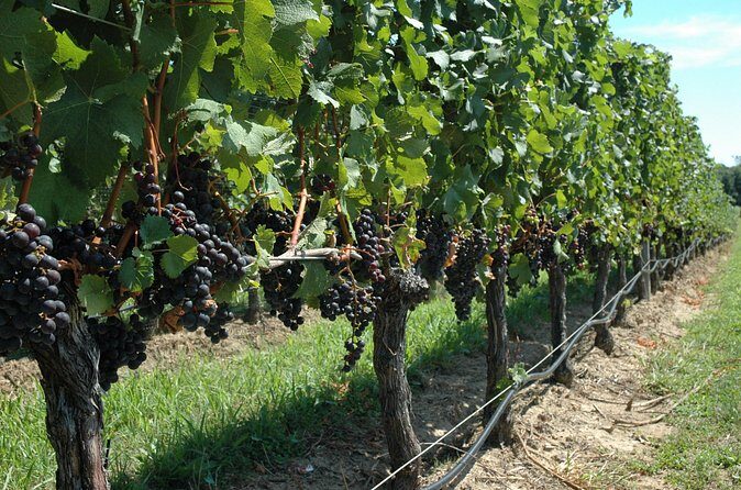 Mattituck New York Guided Farm and Wine Country Bike Tour - FAQs