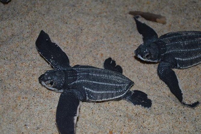 Matura Beach Turtle-Watching Experience - The Itinerary in Detail: What to Expect