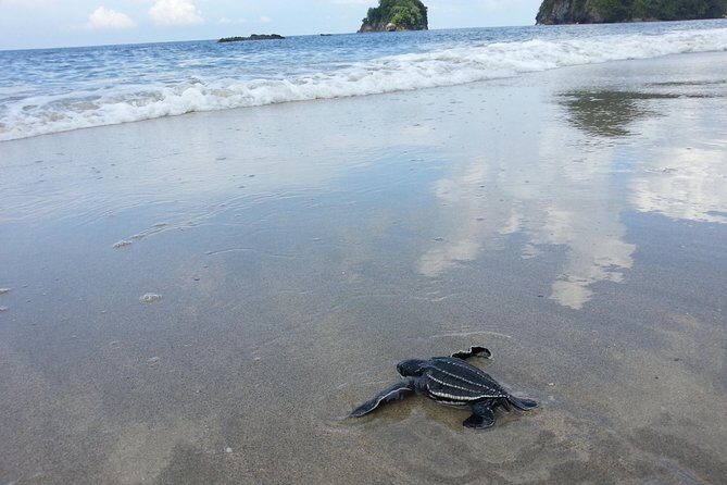 Matura Beach Turtle-Watching Experience - Who This Tour Is Perfect For