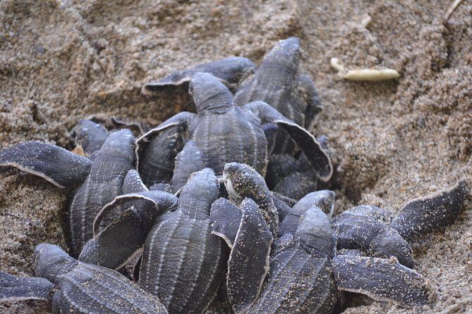 Matura Beach Turtle-Watching Experience - Frequently Asked Questions