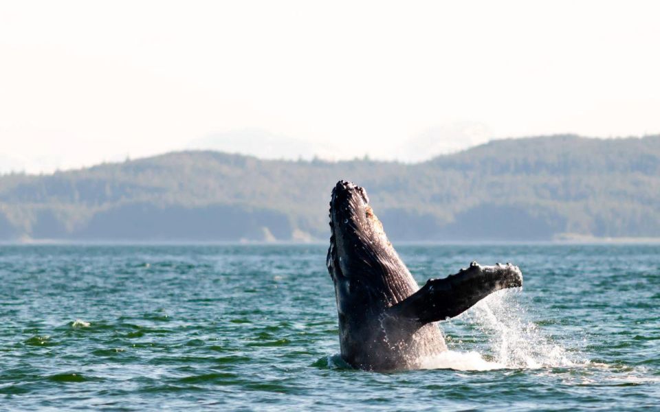 Maui: Alii Nui Whale Watch & Catamaran Sail - Key Points