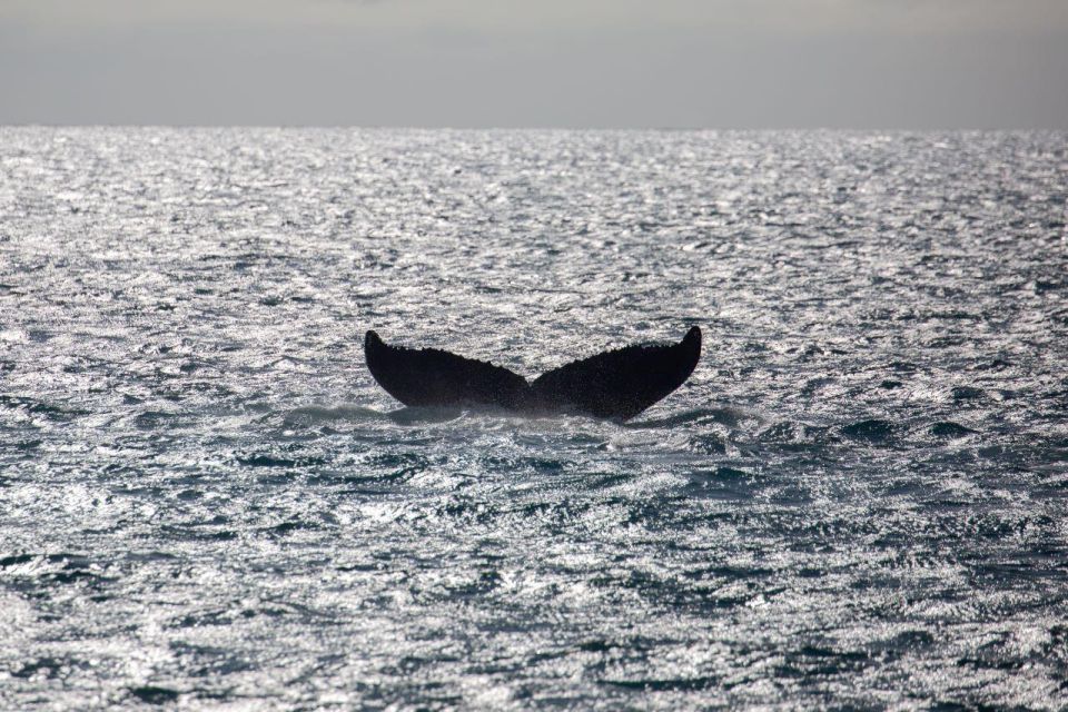 Maui: Alii Nui Whale Watch & Catamaran Sail - Booking Details