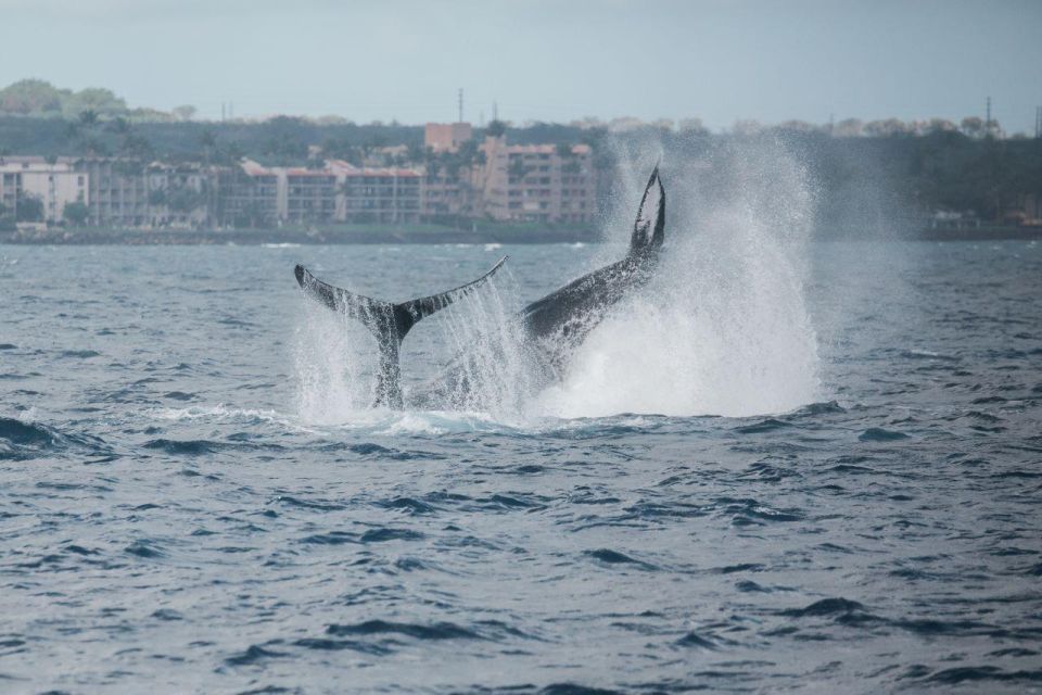 Maui: Alii Nui Whale Watch & Catamaran Sail - Meeting Point