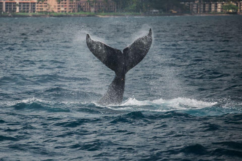 Maui: Alii Nui Whale Watch & Catamaran Sail - Directions to Maalaea Harbor