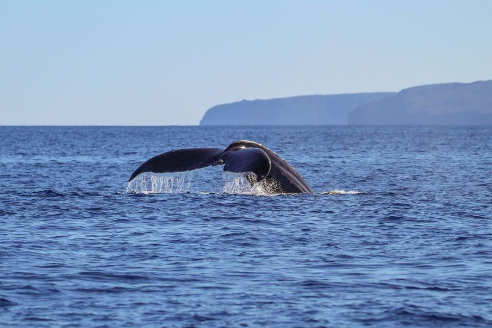 Maui: Alii Nui Whale Watch & Catamaran Sail - What to Expect on the Sail
