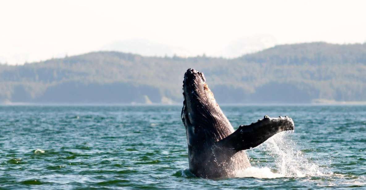 Maui: Alii Nui Whale Watch & Catamaran Sail - Frequently Asked Questions