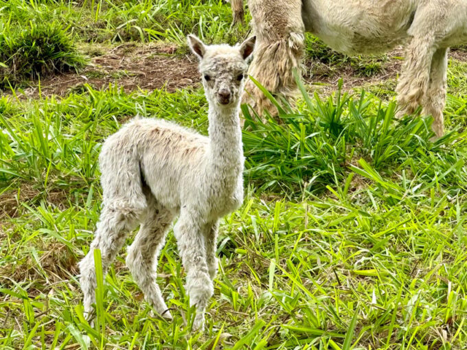 Maui: Alpaca Farm Visit With Hands-On Activities - Sustainable Fiber Production Practices