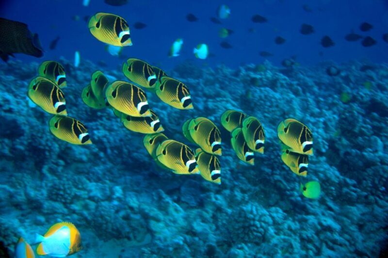 Maui Beach / Shoreline Snorkel - Key Points