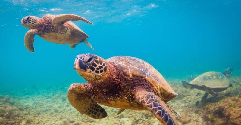 Maui Beach / Shoreline Snorkel - Discovering Maui’s Reef from the Shore