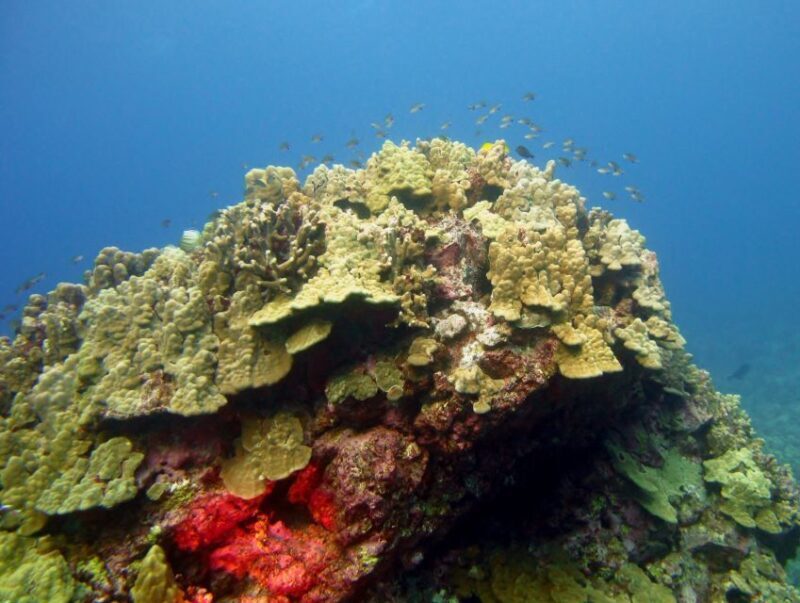 Maui Beach / Shoreline Snorkel - The Sum Up