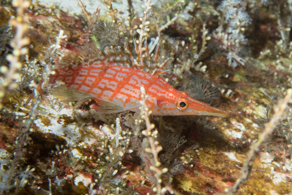 Maui: Beginner Discovery Scuba Dive Excursion From Lahaina - Highlights of the Experience