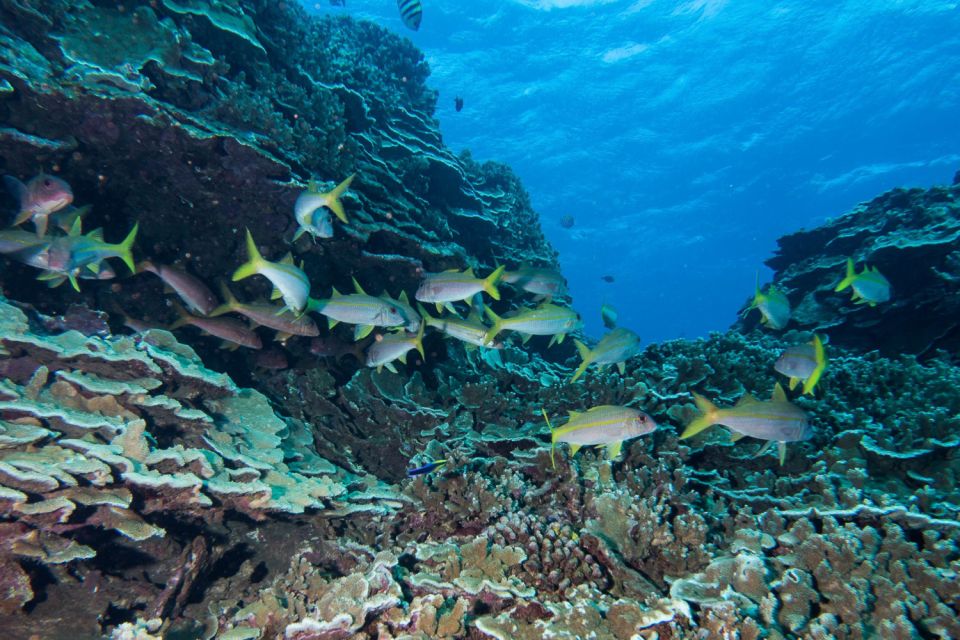 Maui: Beginner Discovery Scuba Dive Excursion From Lahaina - Exclusions and Restrictions