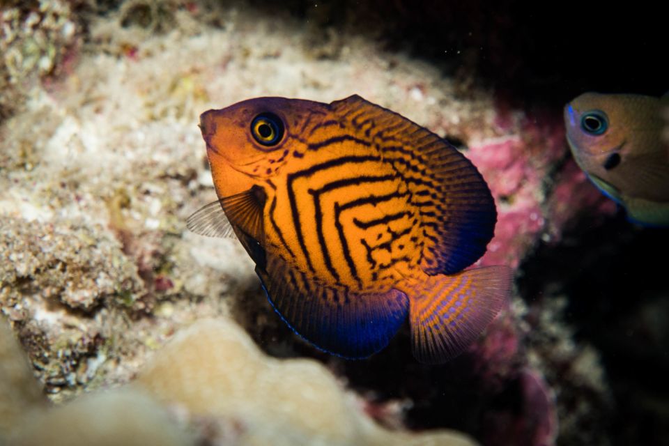 Maui: Beginner Discovery Scuba Dive Excursion From Lahaina - Diving and Air Travel Considerations
