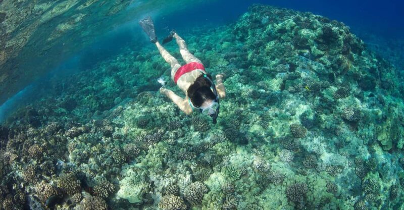 Maui: Captains Call Afternoon Snorkel Adventure - Experience and Highlights