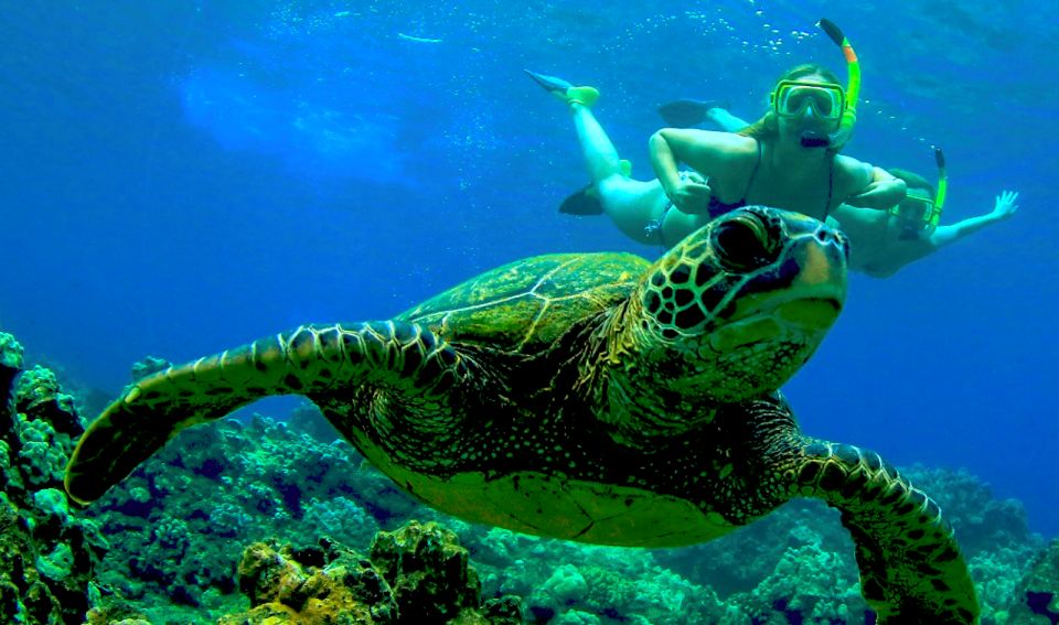 Maui: Cruise With Snorkeling and Barbecue Lunch - Snorkeling Highlights
