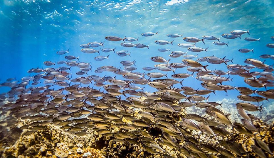 Maui: Cruise With Snorkeling and Barbecue Lunch - Frequently Asked Questions