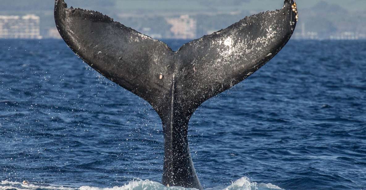 Maui: Deluxe Whale Watch Sail & Lunch From Ma`Alaea Harbor - Key Points