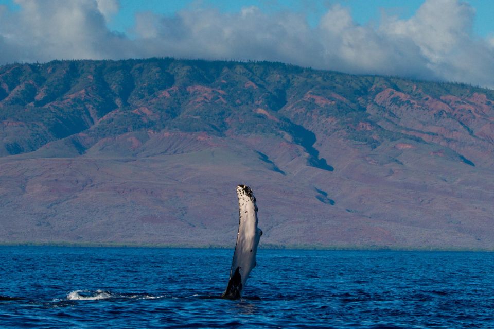Maui: Deluxe Whale Watch Sail & Lunch From Ma`Alaea Harbor - Onboard Experience