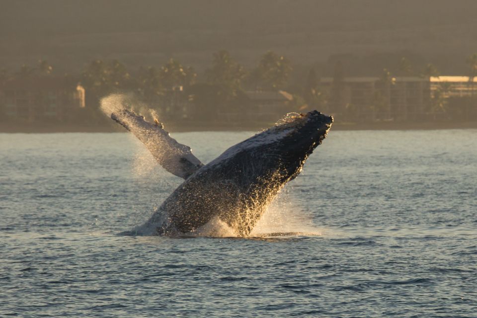 Maui: Deluxe Whale Watch Sail & Lunch From Ma`Alaea Harbor - Inclusions