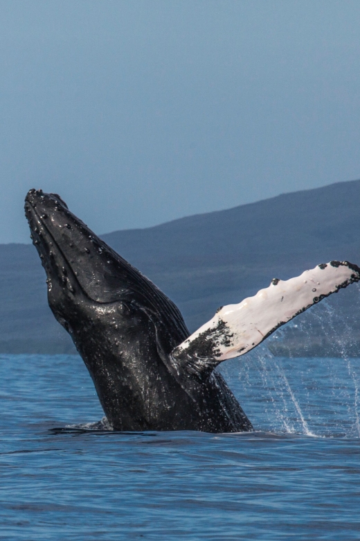 Maui: Deluxe Whale Watch Sail & Lunch From Ma`Alaea Harbor - Important Information
