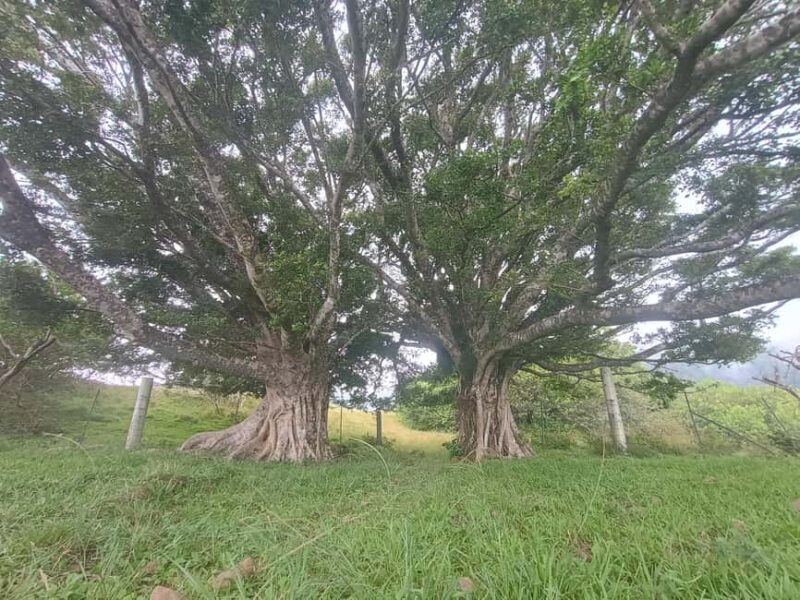 Maui: East Side Hiking Tour - The Sum Up