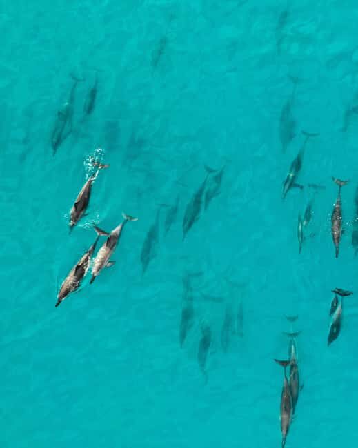 Maui: Eco-Raft Dolphin Watch Tour with Snacks - Key Points
