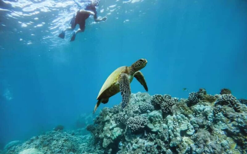 Maui Eco Raft: Turtle Snorkel + Whale Watch(Semi-Private) - Key Points