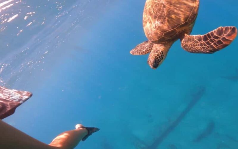 Maui Eco Raft: Turtle Snorkel + Whale Watch(Semi-Private) - The Small-Group Advantage
