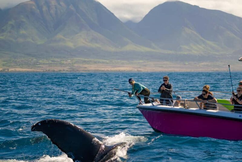 Maui: Epic Small Group Whale Watch - Key Points