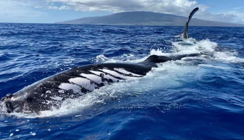 Maui: Epic Small Group Whale Watch - An Honest Review of the Maui Small Group Whale Watch
