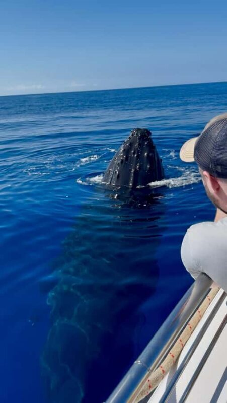 Maui: Epic Small Group Whale Watch - Authenticity and Value