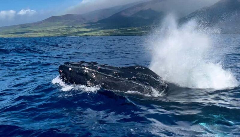 Maui: Epic Small Group Whale Watch - FAQ