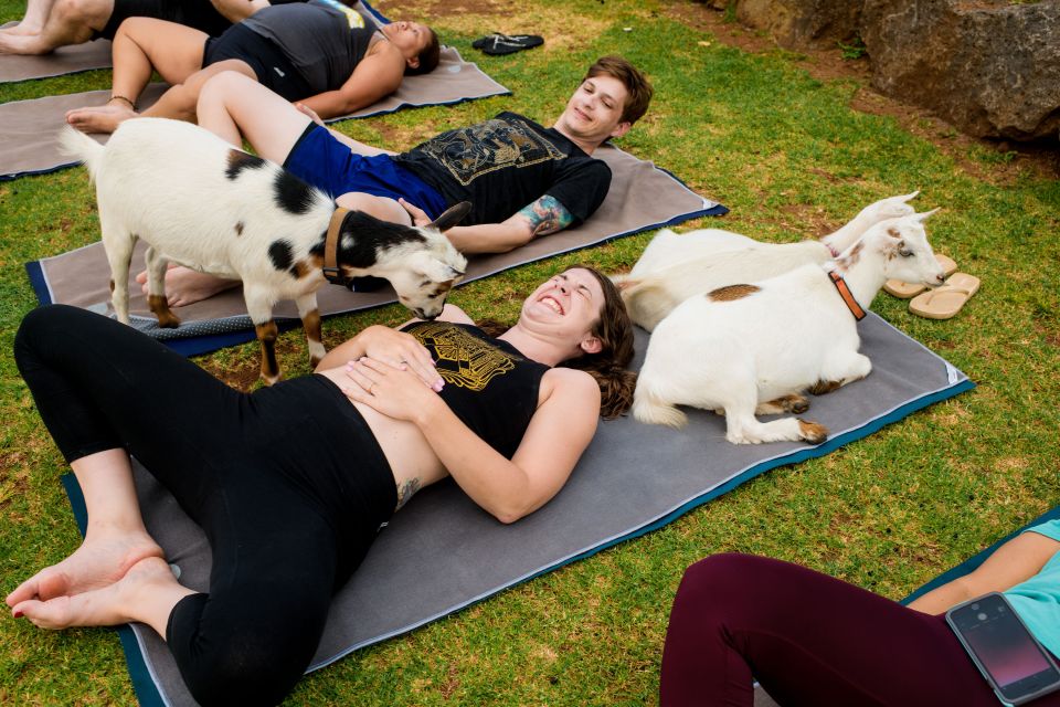 Maui Goat Yoga With Miniature Goats - Description
