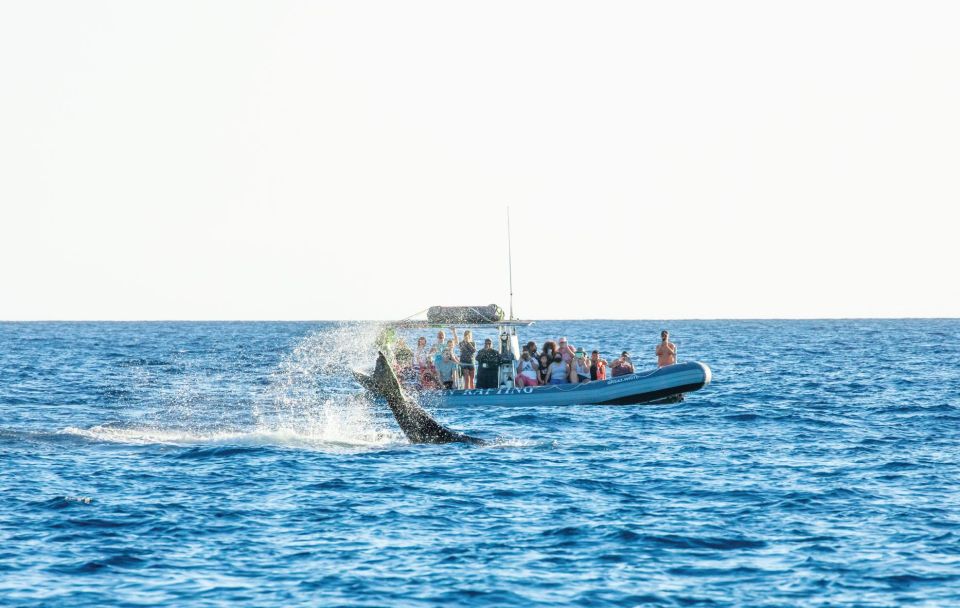 Maui: Guided Whale Watching Tour on Eco Raft - Booking and Cancellation