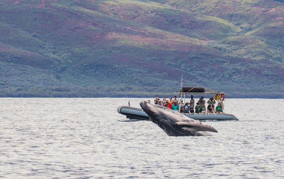 Maui: Guided Whale Watching Tour on Eco Raft - Highlights
