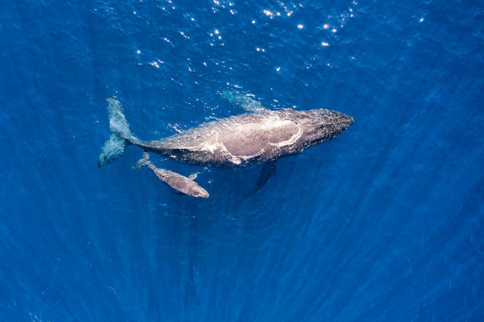 Maui: Guided Whale Watching Tour on Eco Raft - Meeting Point and Important Information