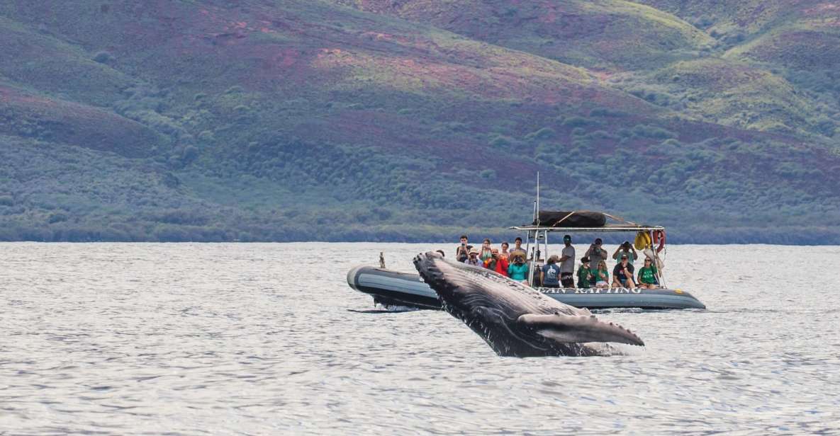Maui: Guided Whale Watching Tour on Eco Raft - Whale-Watching Experience