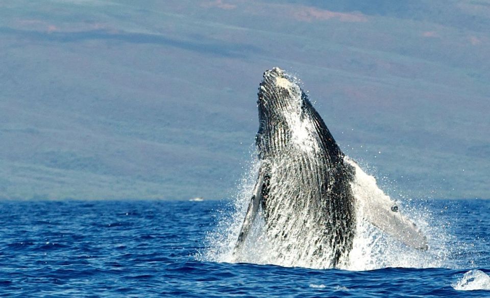 Maui: Guided Whale Watching Tour on Eco Raft - Marine Naturalist Guide