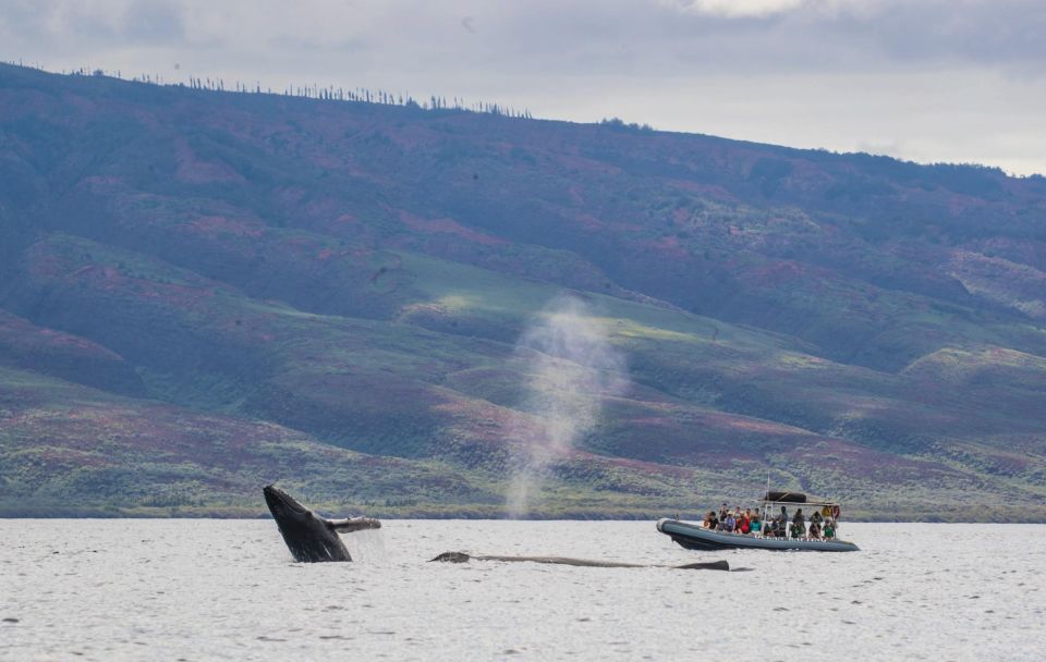 Maui: Guided Whale Watching Tour on Eco Raft - Frequently Asked Questions