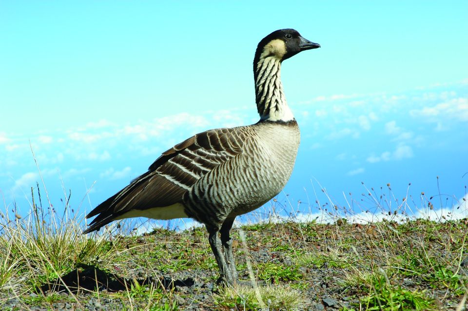 Maui: Haleakala National Park Sunset Tour - Inclusions and Exclusions