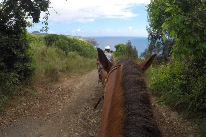 Maui Horseback-Riding Tour - Visitor Reviews