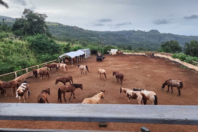 Maui Horseback-Riding Tour - Frequently Asked Questions