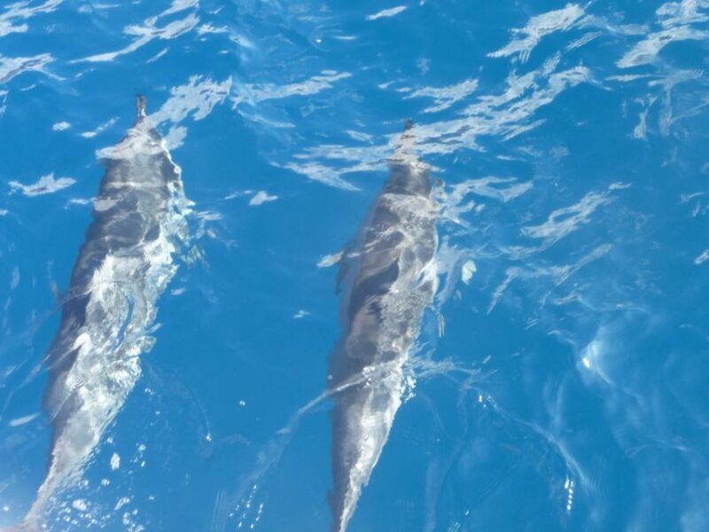 Maui: Kaanapali Beach 4-hour Snorkel w/ BBQ Lunch & Open Bar - Who Should Book This Tour?