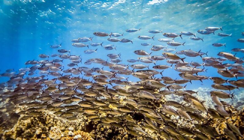 Maui: Kaanapali Beach 5-hr Snorkel w/ BBQ Lunch & Open Bar - Final Thoughts: Is It Worth It?