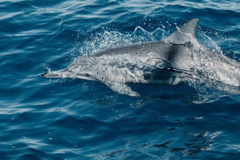 Maui: Kaanapali Dolphin Watching Boat Trip with Lunch - An Overview of the Experience
