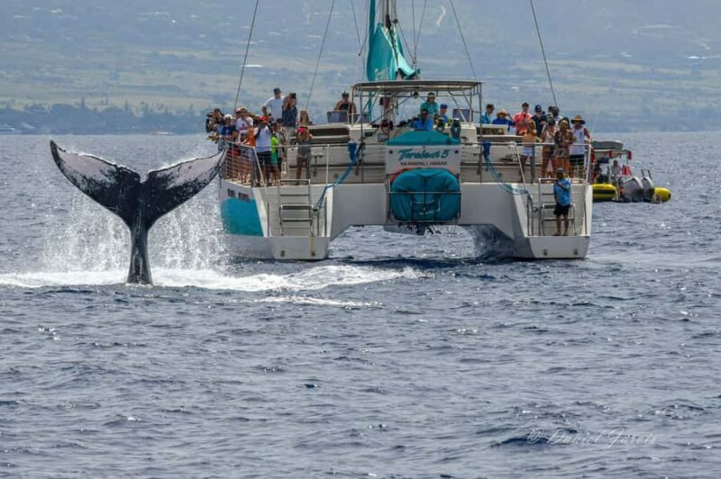 Maui: Ka'anapali Whale Watching Cruise on Luxury Sailboat - A Deep Dive into the Maui Whale-Watching Experience